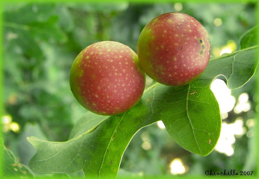 Cynips quercusfolii 